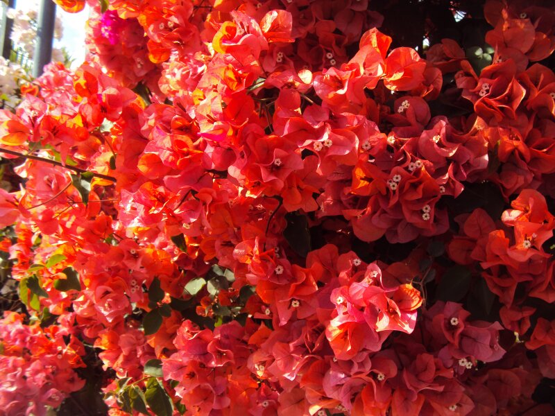 Parque Botánico de Maspalomas