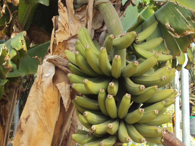 Parque Botánico de Maspalomas