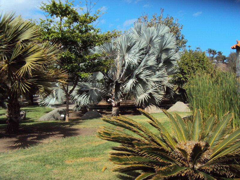 Parque Botánico de Maspalomas