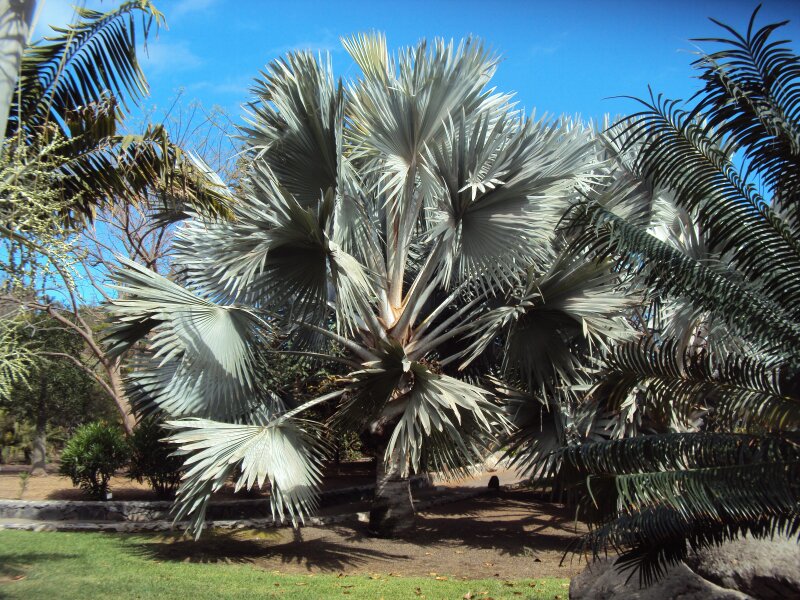 Parque Botánico de Maspalomas