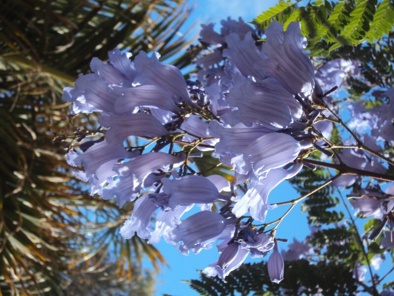 Parque Botánico de Maspalomas
