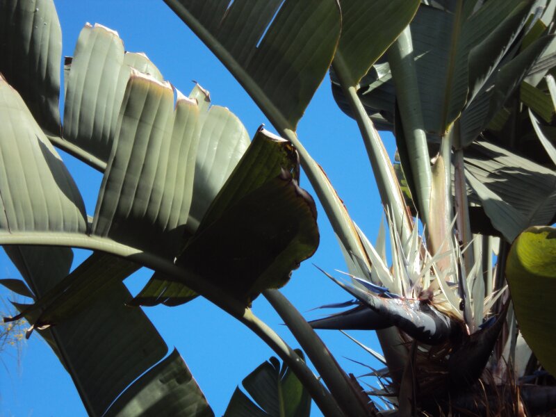 Parque Botánico de Maspalomas