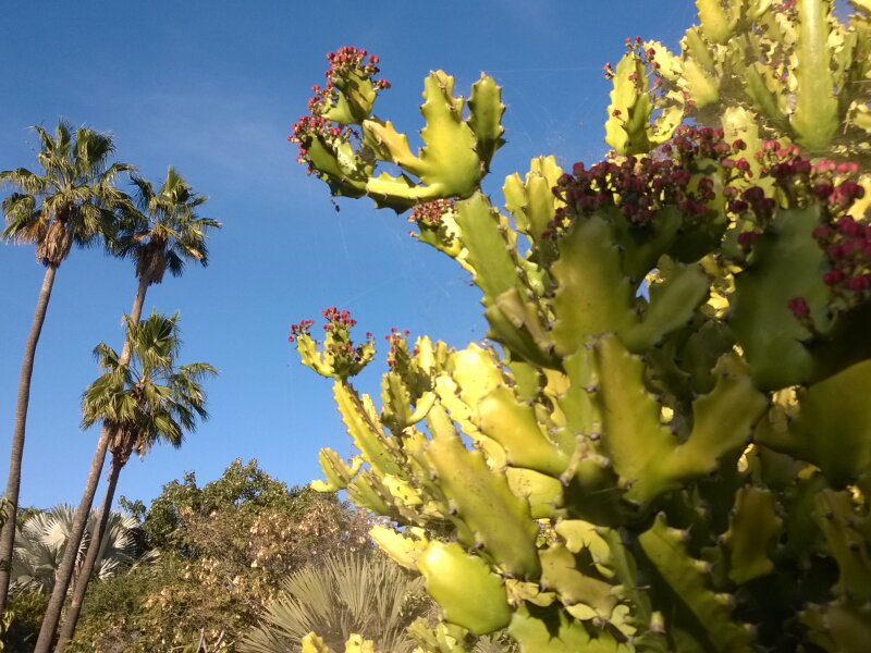 Parque Botánico de Maspalomas