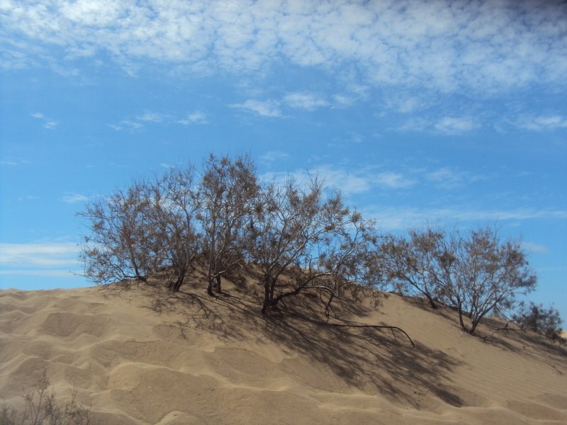Dunes of Maspalomas