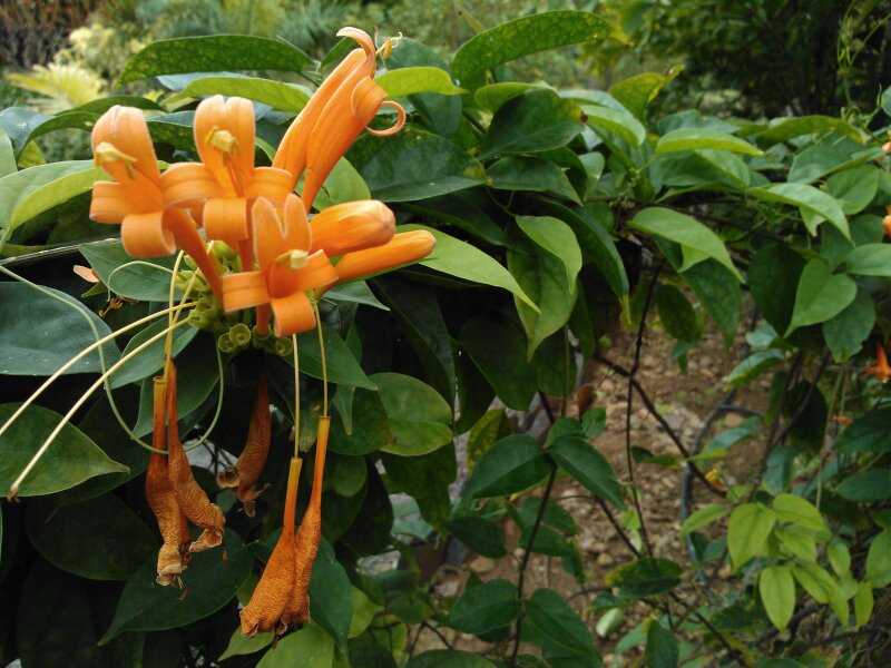 Jardín de la Marquesa