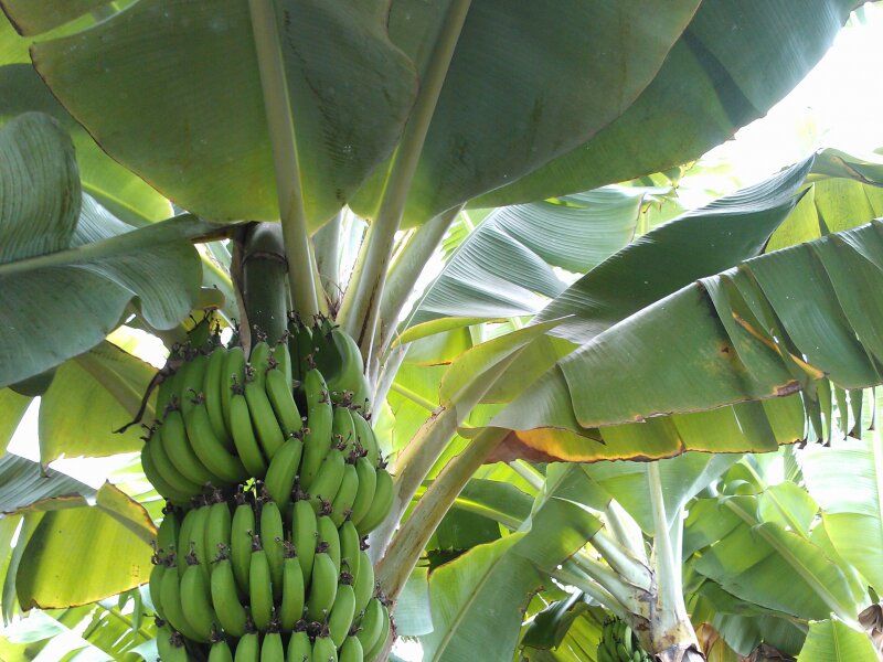 Jardín de la Marquesa