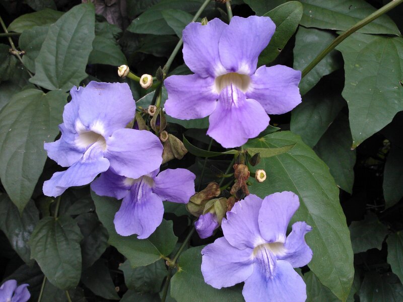 Jardín de la Marquesa